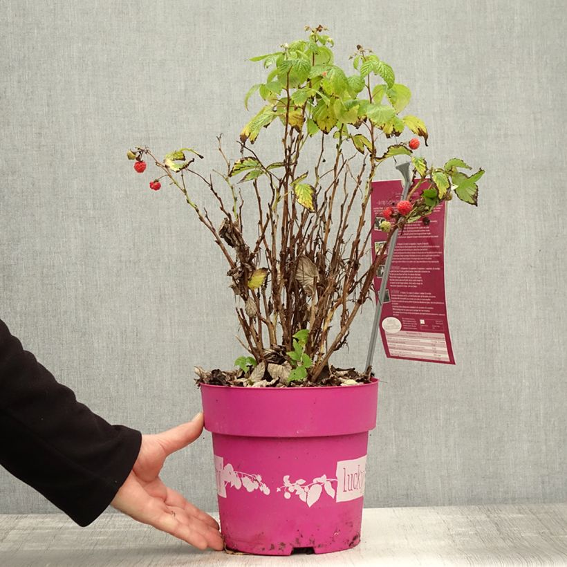 Exemplar von Zwerghimbeere Lucky Berry Topf mit 4L/5L, Strauch/Busch, mehrstämmig wie im Herbst geliefert