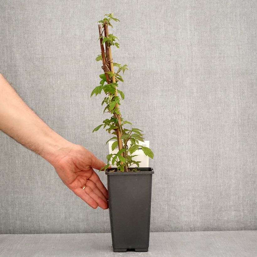 Exemplar von Himbeere Primeberry Autumn Happy Topf mit 1,5L/2LGelieferte Höhe ca. 20/30cm wie im Frühjahr geliefert