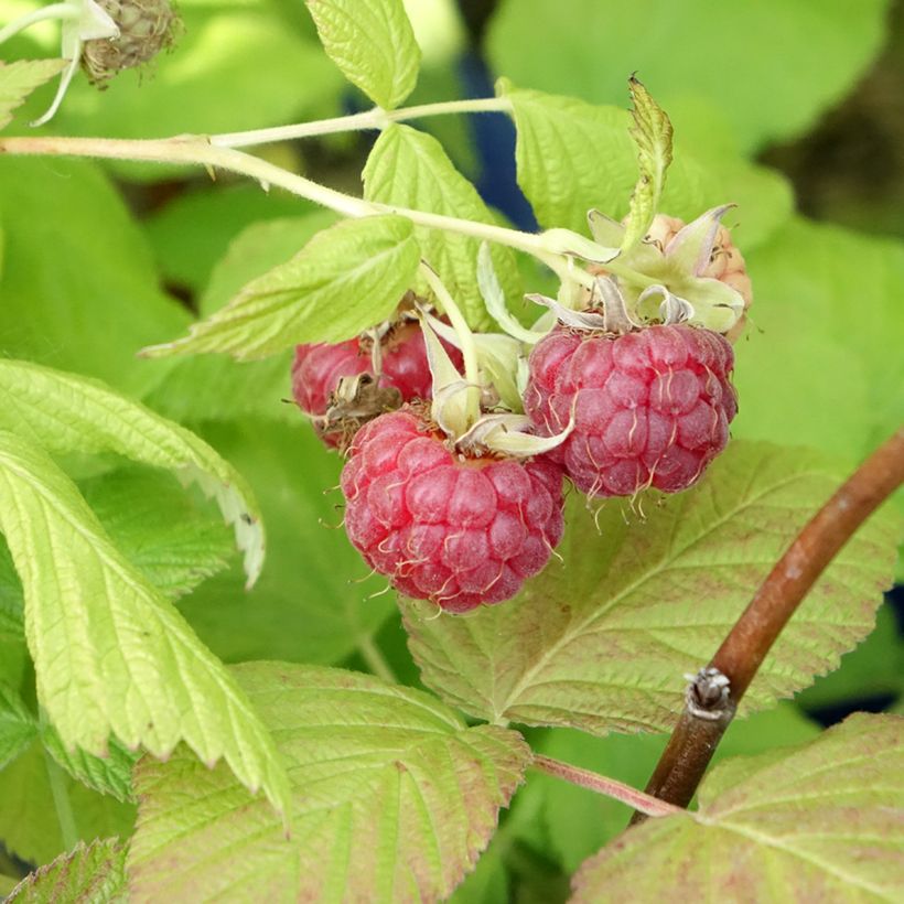 Himbeere FRUITALITY Frambélise (Ernte)