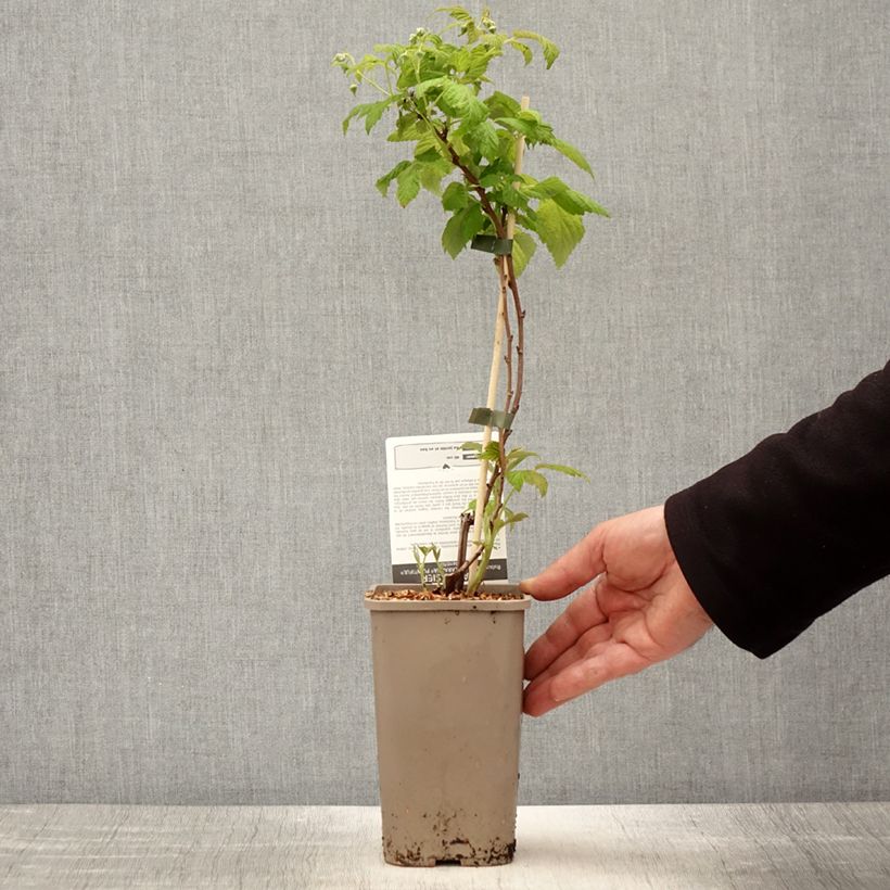 Exemplar von Himbeere Schlaraffia Plentiful Topf mit 1,5L/2L, Strauch/Busch, mehrstämmigGelieferte Höhe ca. 20/30cm wie im Frühjahr geliefert