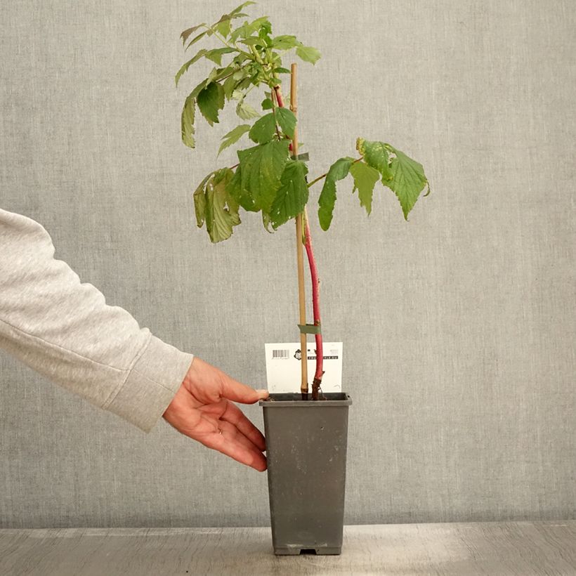 Exemplar von Himbeere Malling Passion Topf mit 2L/3L wie im Herbst geliefert