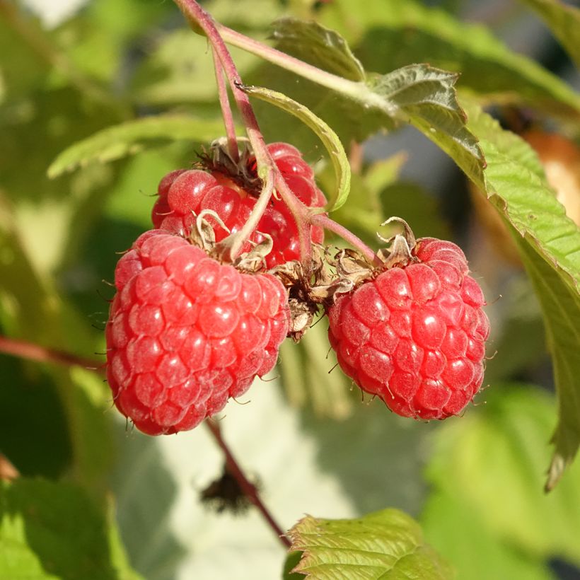 Himbeere Versailles Bio (Ernte)