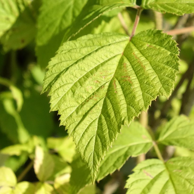 Himbeere Willamette Bio (Laub)