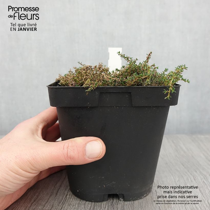 Exemplar von Frankenia laevis - Glatte Seeheide Topf mit 2L/3L wie im Winter geliefert