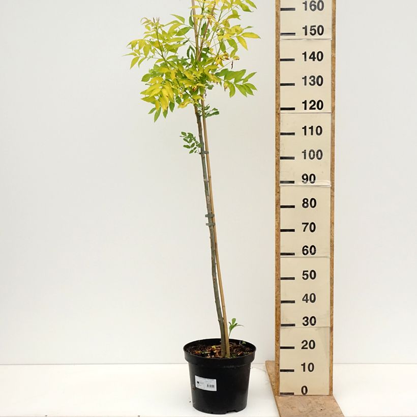 Exemplar von Gemeine Esche Foliis Aureis - Fraxinus excelsior Topf mit 12L/15L wie im Frühjahr geliefert