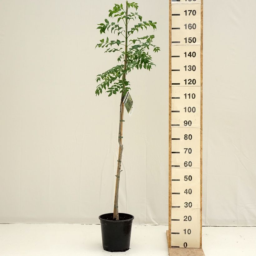 Exemplar von Gemeine Esche - Fraxinus excelsior Topf mit 7,5L/10L wie im Frühjahr geliefert