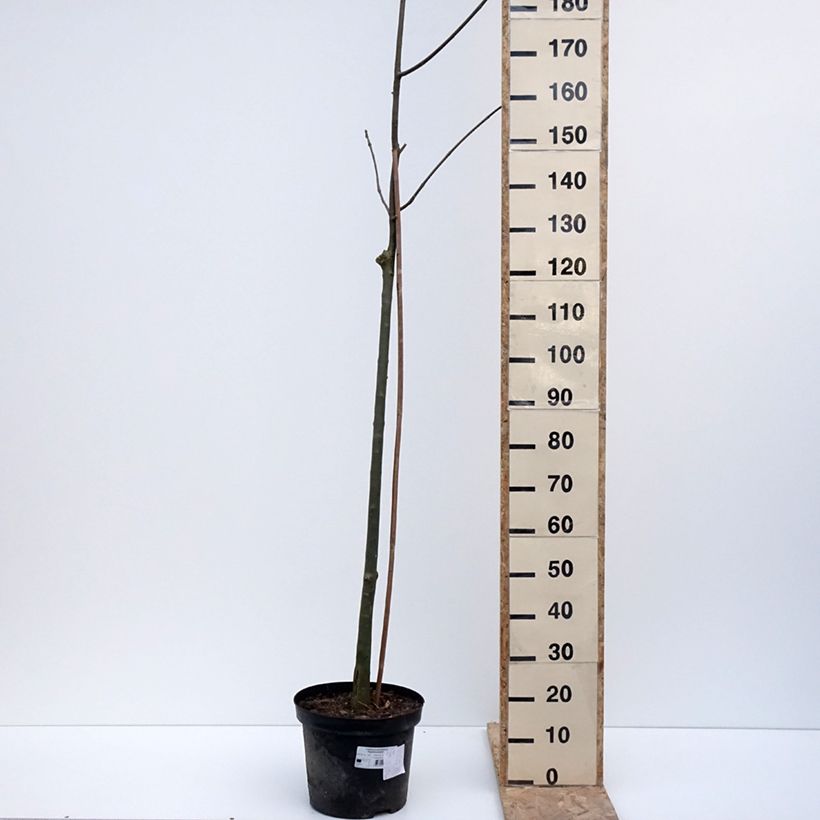 Exemplar von Rot-Esche Argenteomarginata - Fraxinus pennsylvanica Topf mit 7,5L/10LGelieferte Höhe ca. 100/120cm wie im Winter geliefert