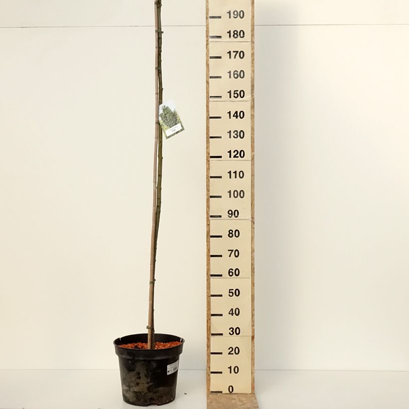 Exemplar von Fraxinus pennsylvanica Crispa - Rot-Esche Topf mit 30L/35L wie im Winter geliefert