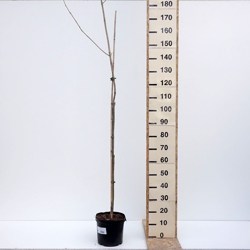 Exemplar von Fraxinus spaethiana - Spaeth-Esche Topf mit 7,5L/10LGelieferte Höhe ca. 100/120cm wie im Winter geliefert