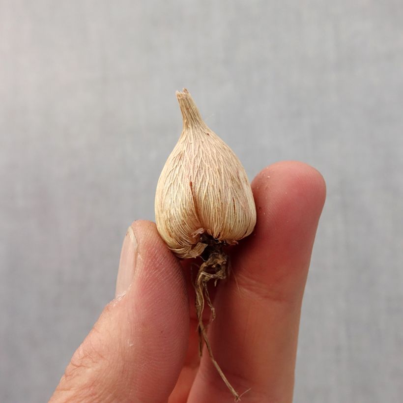 Exemplar von Freesia Simple White Zwiebel Kaliber/Größe 5+ wie im Frühjahr geliefert