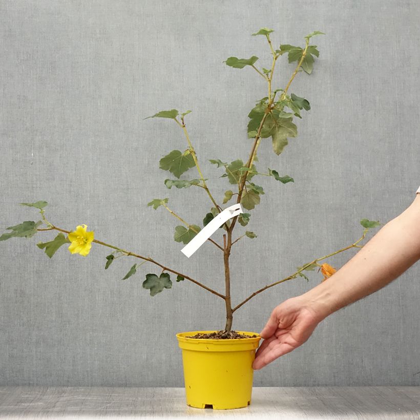 Exemplar von Fremontodendron californicum - Kalifornischer Flanellstrauch Topf mit 2L/3L wie im Sommer geliefert