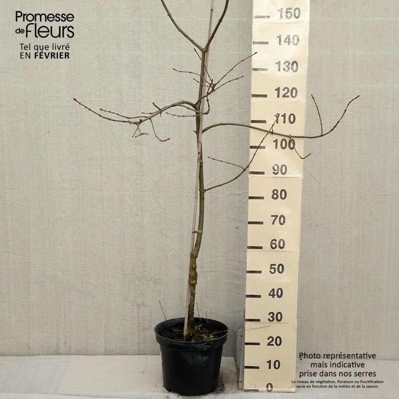 Exemplar von Schmalblättrige Esche Variegata - Fraxinus angustifolia Topf mit 12L/15L wie im Winter geliefert