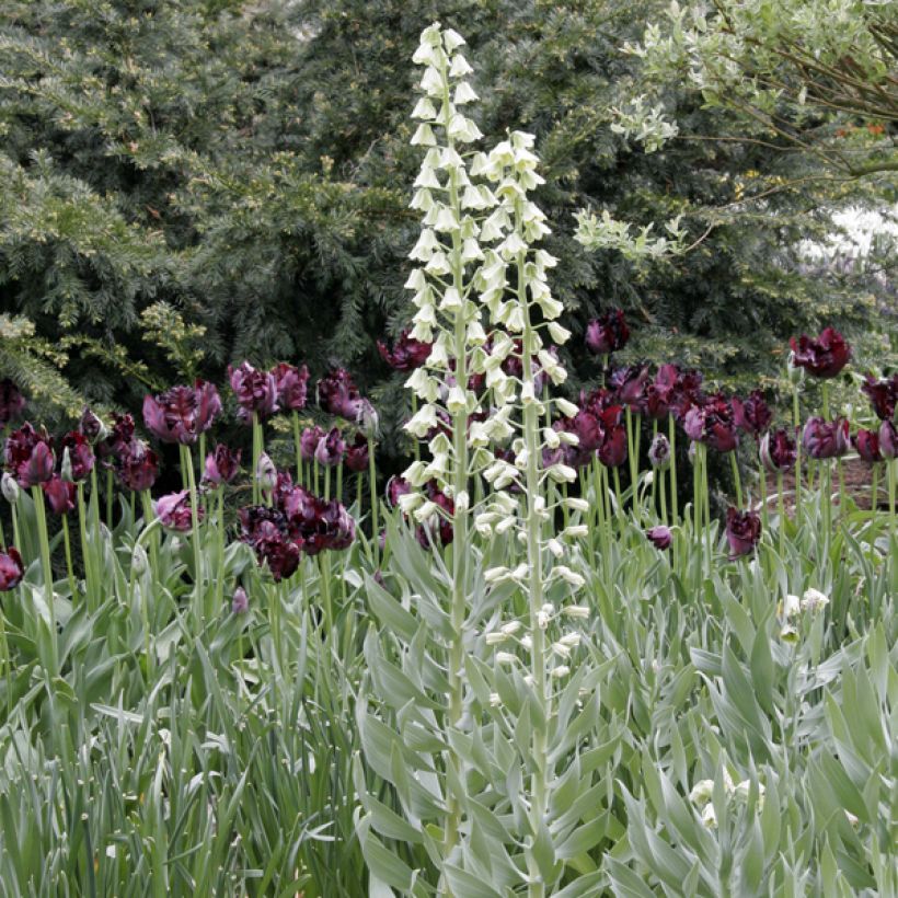 Beispiel eines Exemplars von Persische Kaiserkrone Ivory Bells - Fritillaria persica Zwiebel Kaliber/Größe 20+ wie geliefert