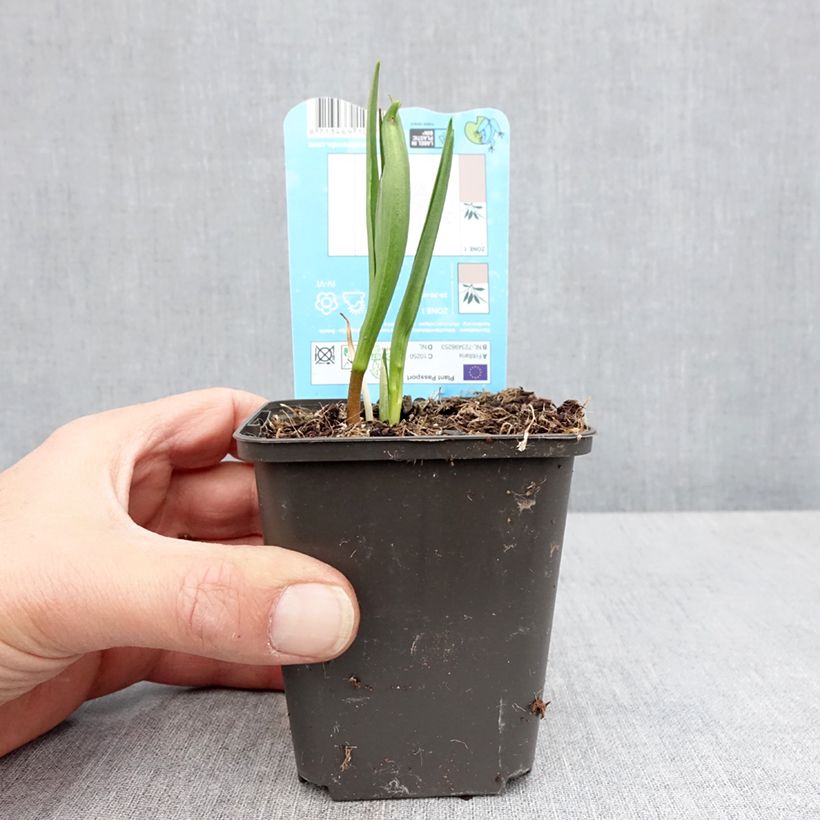 Exemplar von Fritillaria meleagris - Schachblume Kleine Töpfe von 8/9 cm Kaliber/Größe 6+ wie im Frühjahr geliefert