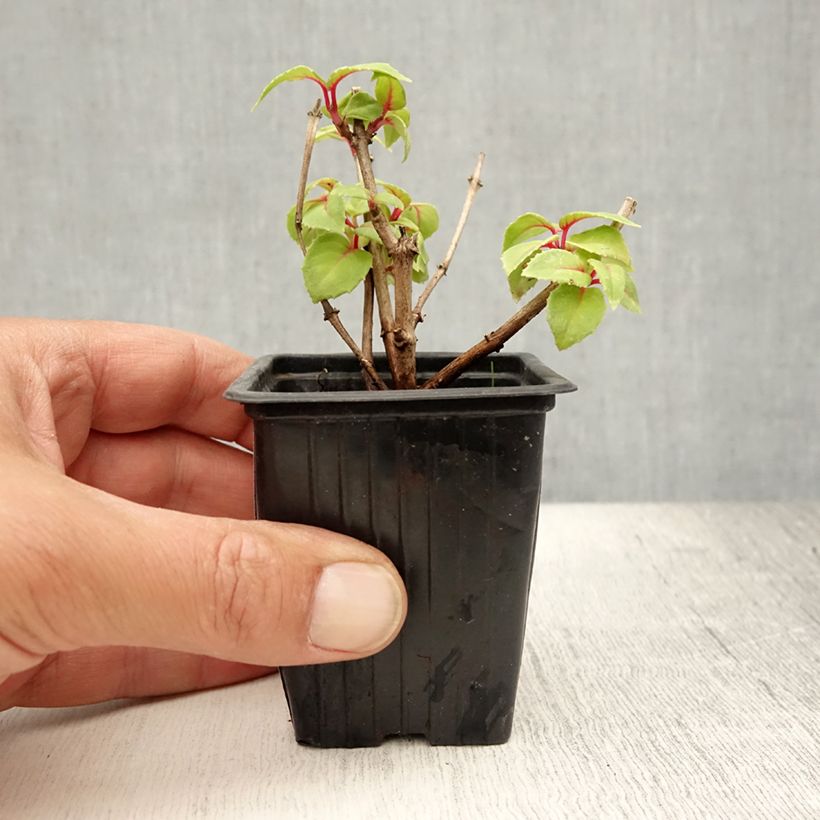 Exemplar von Fuchsia Annabel Kleine Töpfe von 8/9 cm wie im Sommer geliefert
