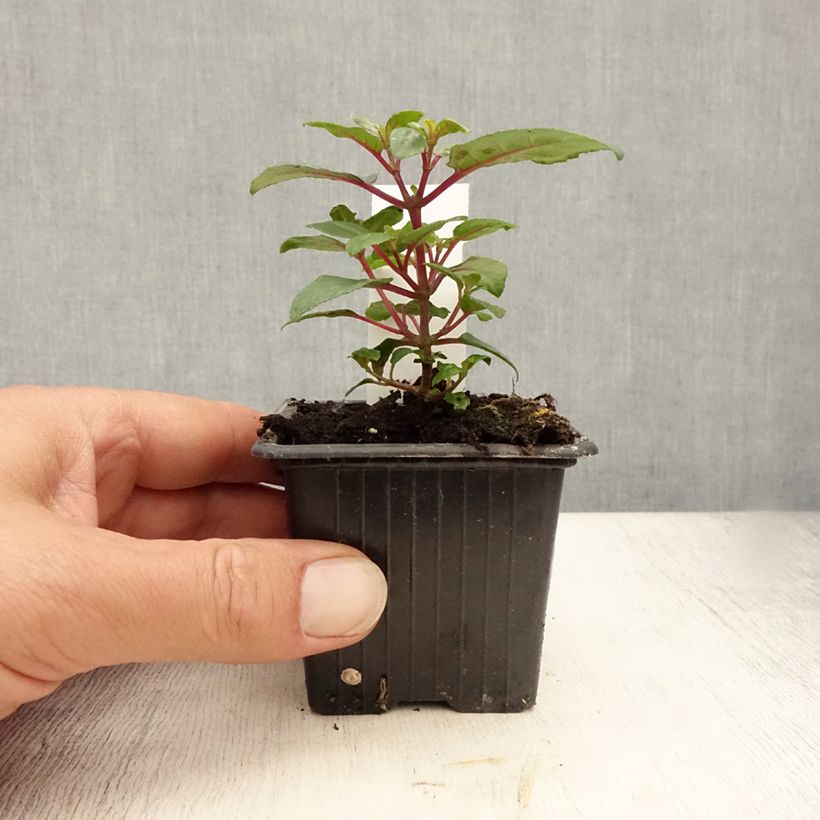 Exemplar von Fuchsia Bernadette Kleine Töpfe von 8/9 cm wie im Sommer geliefert