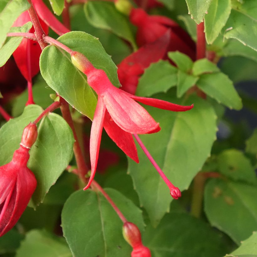 Fuchsia Chilli Red (Blüte)