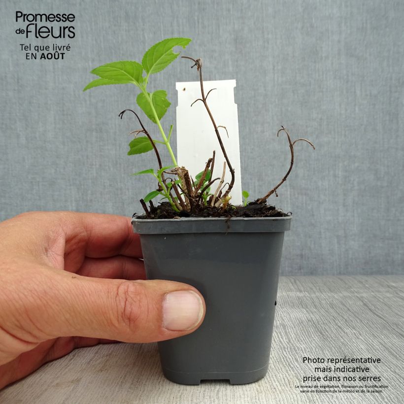 Exemplar von Kapfuchsie Yellow Trumpet - Phygelius aequalis Kleine Töpfe von 8/9 cm wie im Sommer geliefert