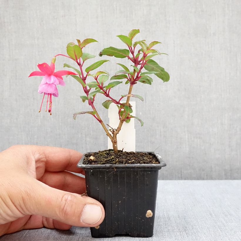 Exemplar von Fuchsia Heidi Ann Kleine Töpfe von 8/9 cm wie im Sommer geliefert