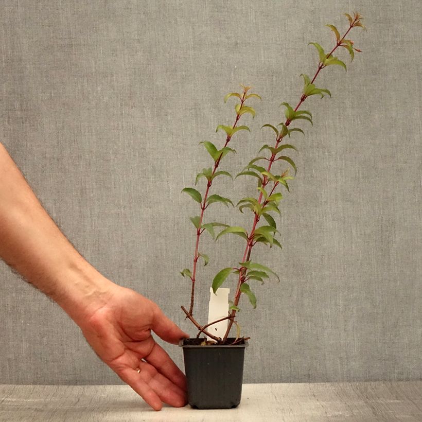 Exemplar von Fuchsia magellanica - Scharlach-Fuchsie Kleine Töpfe von 8/9 cm wie im Sommer geliefert