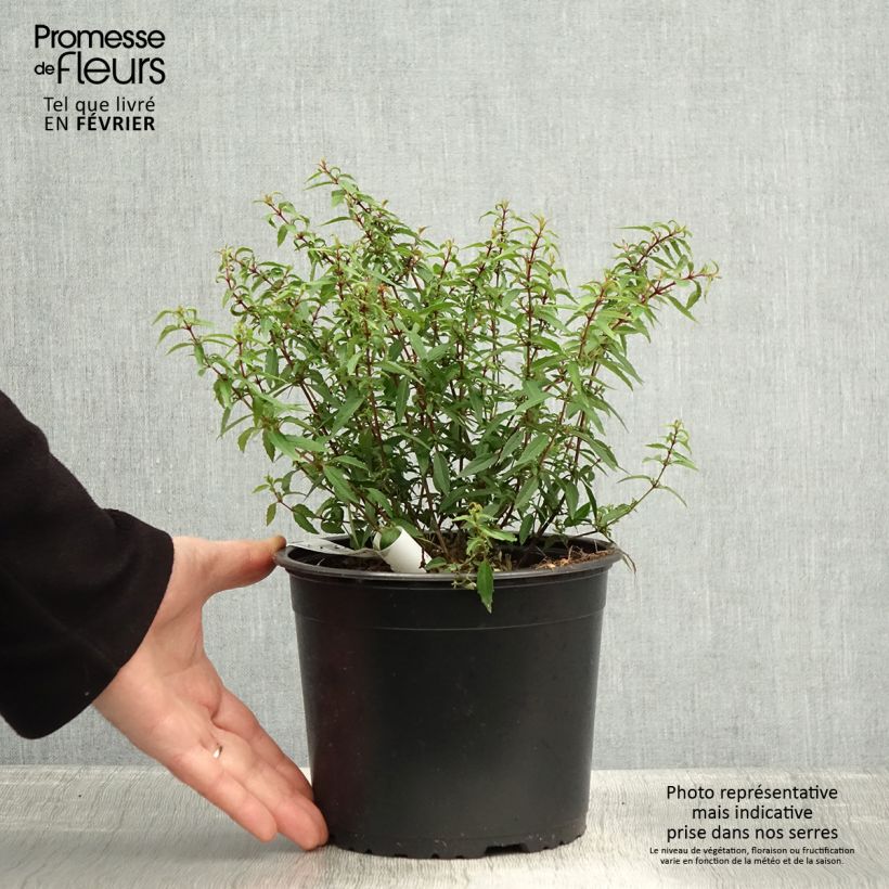 Exemplar von Fuchsia magellanica Pumila - Scharlach-Fuchsie Topf mit 3L/4L wie im Winter geliefert