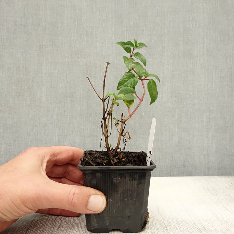Exemplar von Fuchsia Snow Cap Kleine Töpfe von 8/9 cm wie im Herbst geliefert