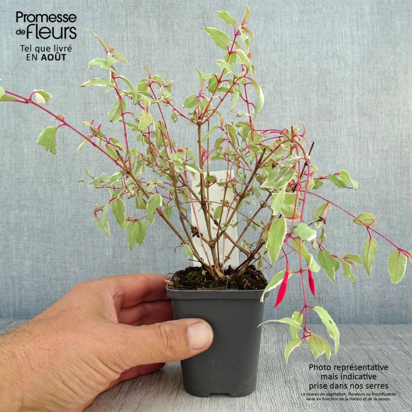 Exemplar von Fuchsia magellanica Versicolor - Scharlach-Fuchsie Kleine Töpfe von 7/8 cm wie im Sommer geliefert