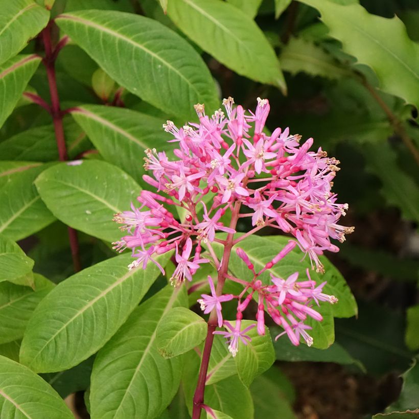 Fuchsia paniculata - Baumfuchsie (Blüte)