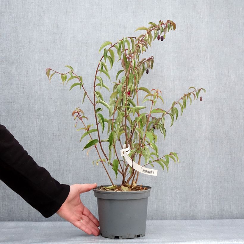 Exemplar von Fuchsia regia Regal Topf mit 3L/4L wie im Winter geliefert