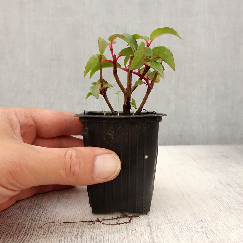 Exemplar von Fuchsia Dark Eyes Kleine Töpfe von 7/8 cm wie im Frühjahr geliefert