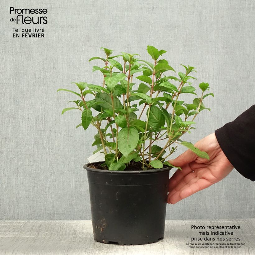 Exemplar von Fuchsia Connie Topf mit 3L/4L wie im Winter geliefert