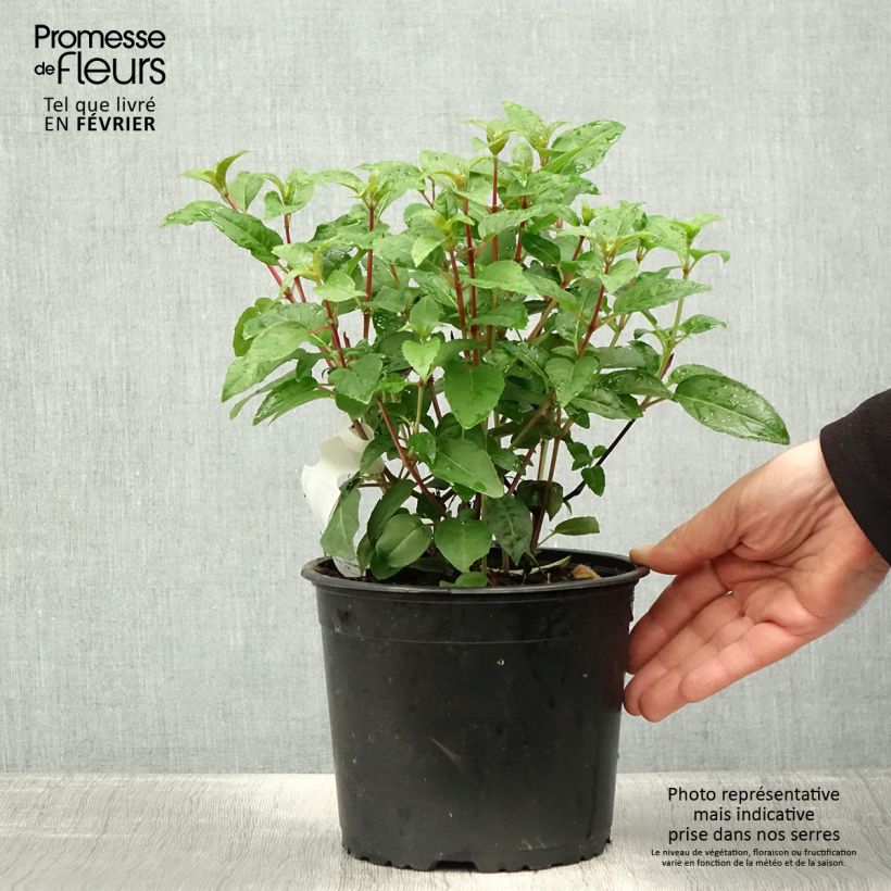 Exemplar von Fuchsia Princess Dollar Topf mit 2L/3L wie im Winter geliefert