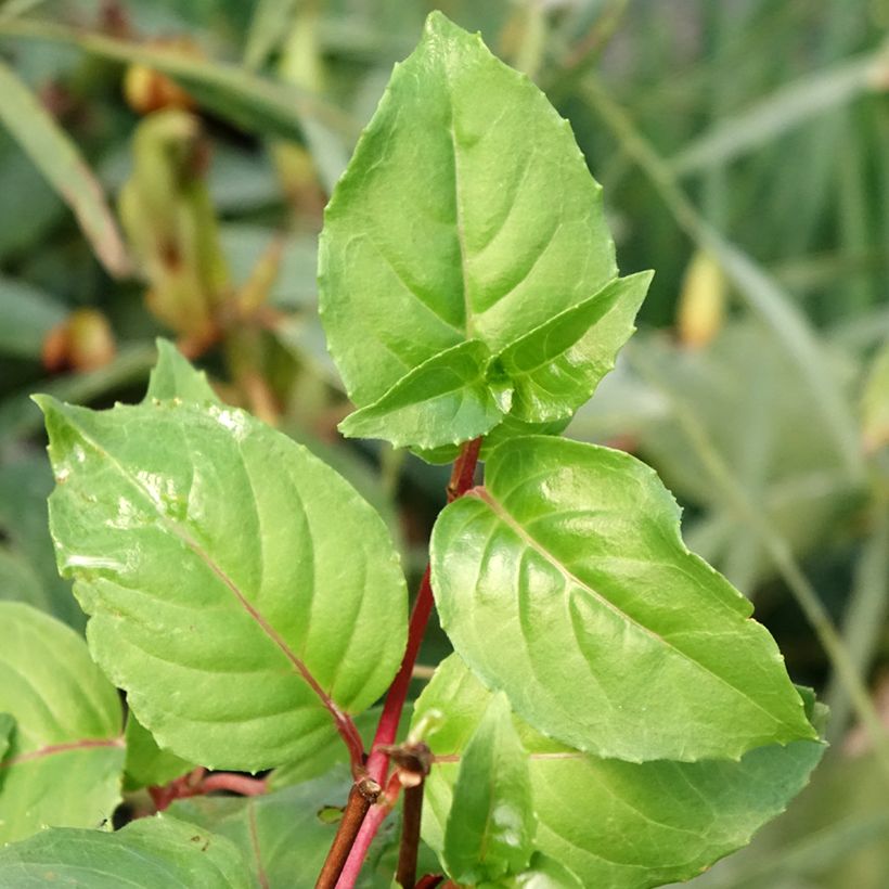 Fuchsia White King (Laub)