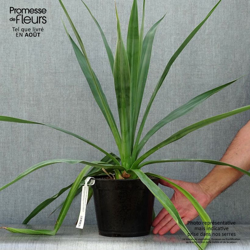 Exemplar von Furcraea bedinghausii Topf mit 3L/4L wie im Sommer geliefert
