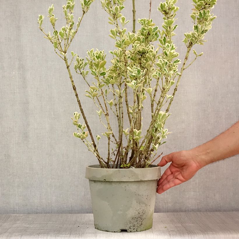 Exemplar von Japanischer Spindelstrauch Silver King - Euonymus japonicus Topf mit 7,5L/10L wie im Sommer geliefert