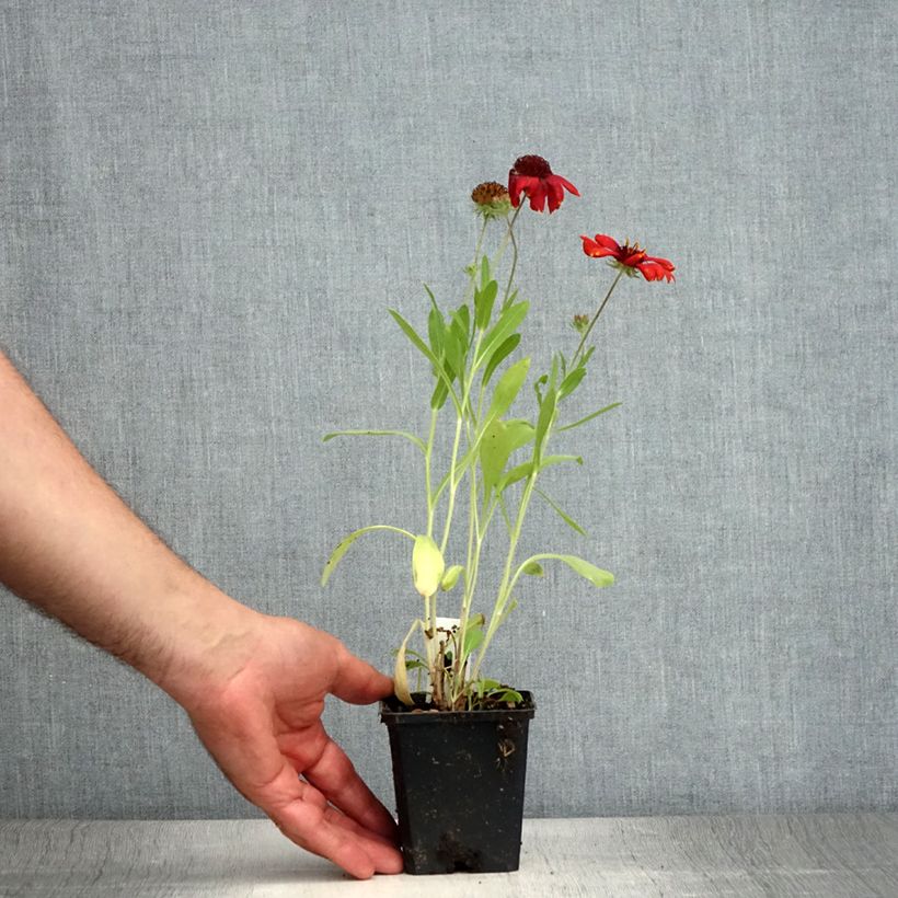 Exemplar von Kokardenblume Arizona Red Shades - Gaillardia grandiflora Kleine Töpfe von 8/9 cm wie im Sommer geliefert