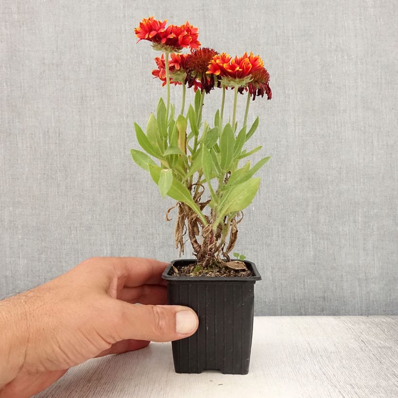 Exemplar von Kokardenblume Fanfare Blaze - Gaillardia Kleine Töpfe von 8/9 cm wie im Sommer geliefert