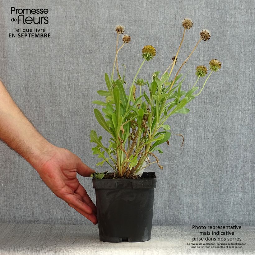 Exemplar von Kokardenblume Kobold - Gaillardia grandiflora Topf mit 2L/3L wie im Sommer geliefert