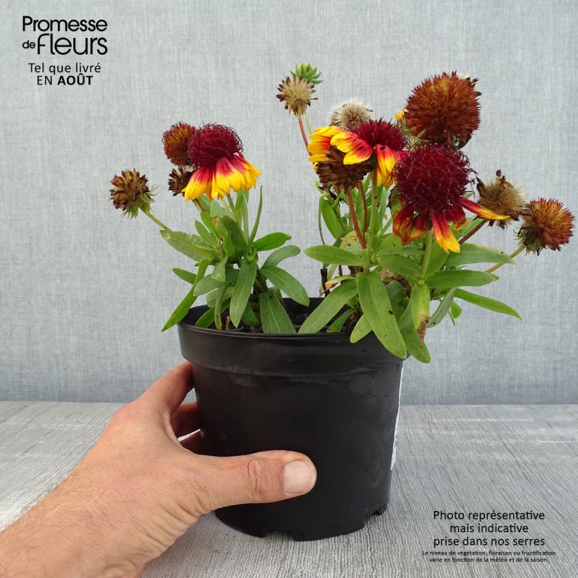 Exemplar von Kokardenblume Lutin - Gaillardia Topf mit 2L/3L wie im Sommer geliefert