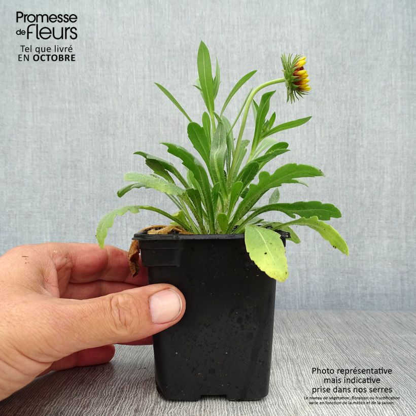 Exemplar von Kokardenblume Lutin - Gaillardia Kleine Töpfe von 7/8 cm wie im Herbst geliefert