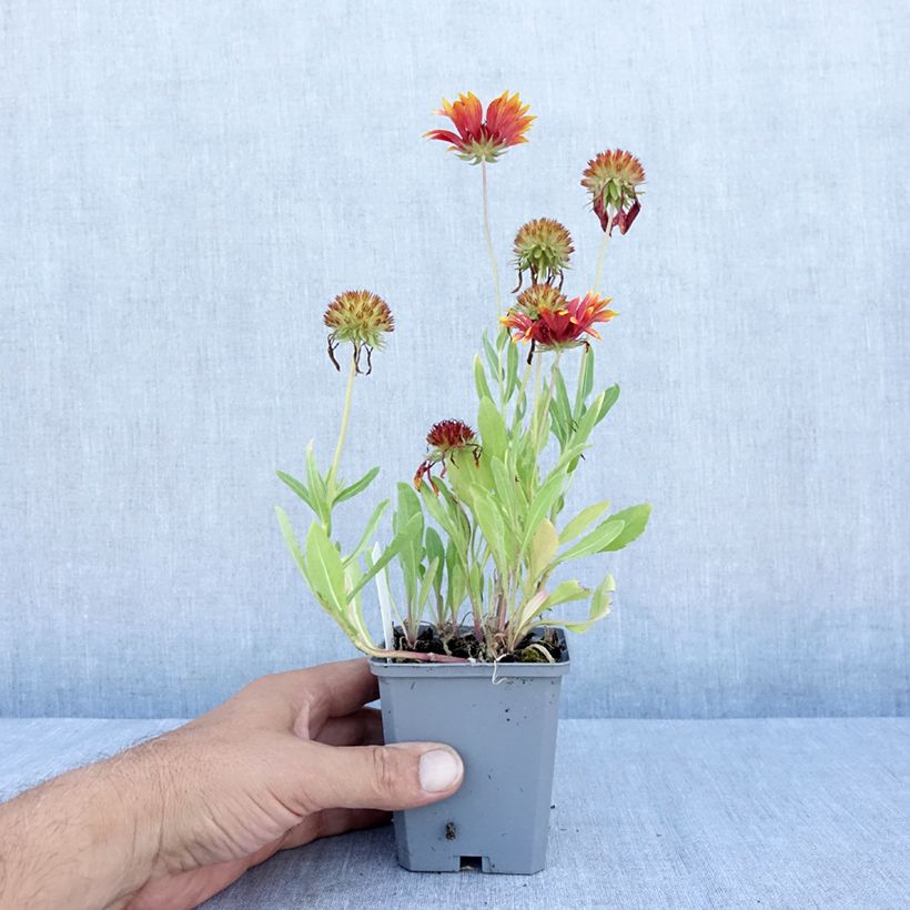 Exemplar von Kokardenblume Tokayer - Gaillardia grandiflora Kleine Töpfe von 8/9 cm wie im Sommer geliefert
