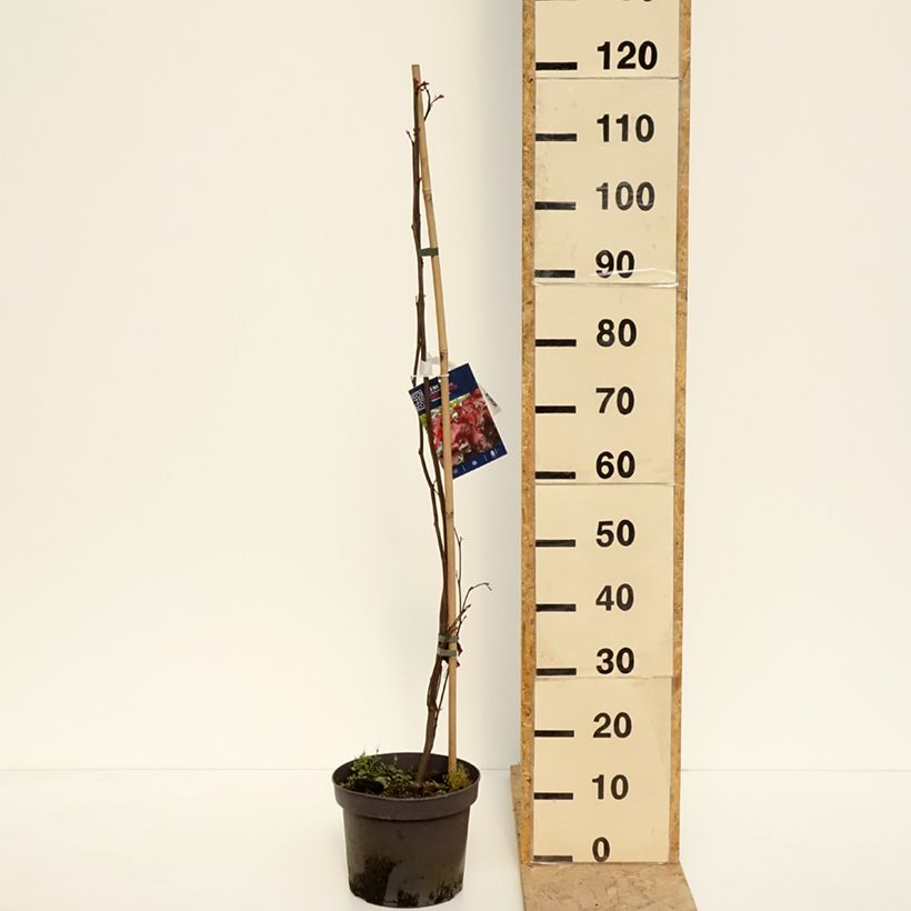 Exemplar von Kanadischer Judasbaum Red Force - Cercis canadensis Topf mit 7,5L/10LGelieferte Höhe ca. 80/100cm wie im Frühjahr geliefert