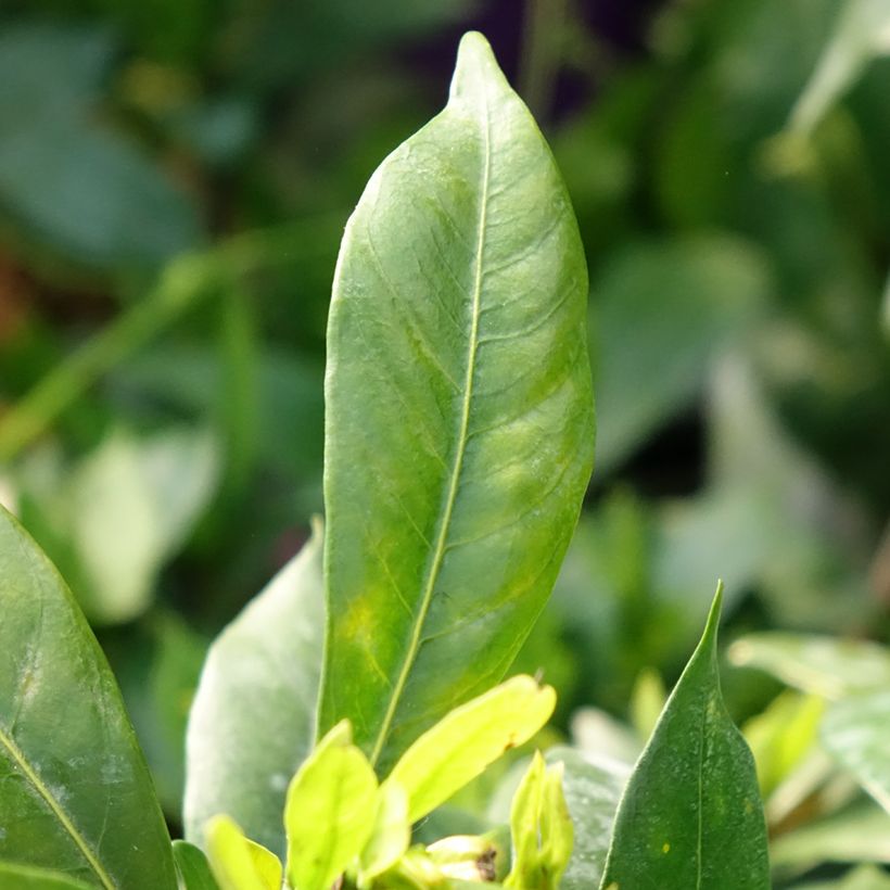 Gardenie Celestial Star - Gardenia jasminoides (Laub)