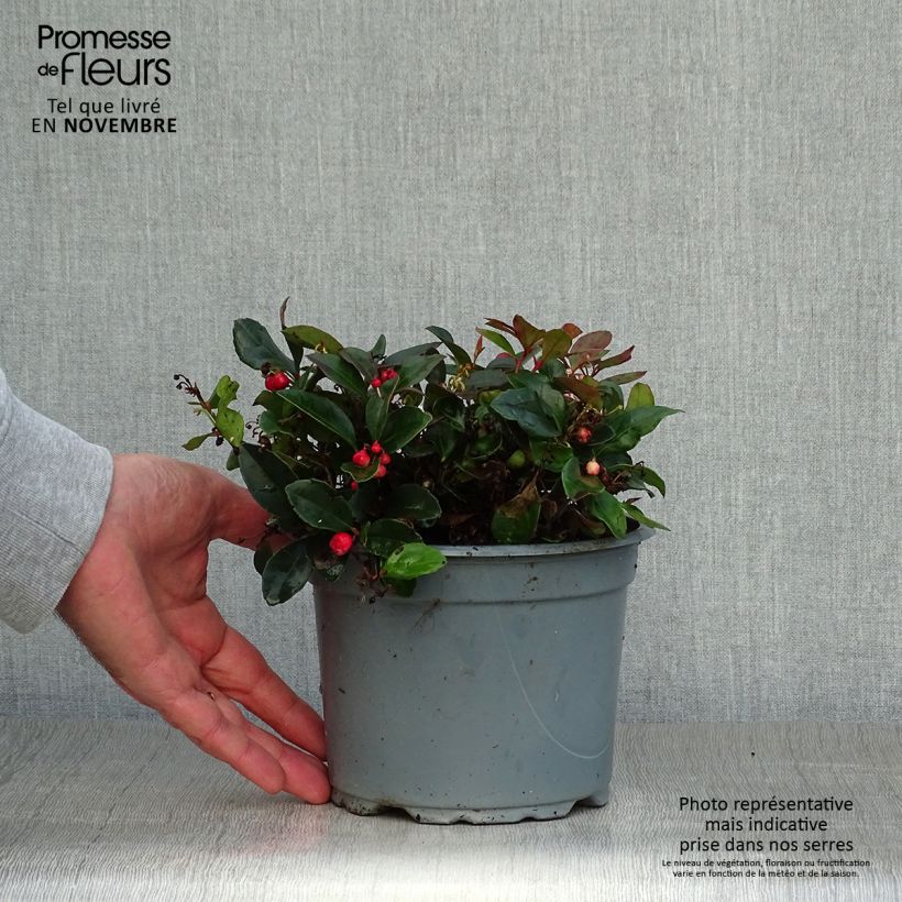 Exemplar von Gaultheria procumbens - Scheinbeere Topf mit 2L/3L wie im Herbst geliefert
