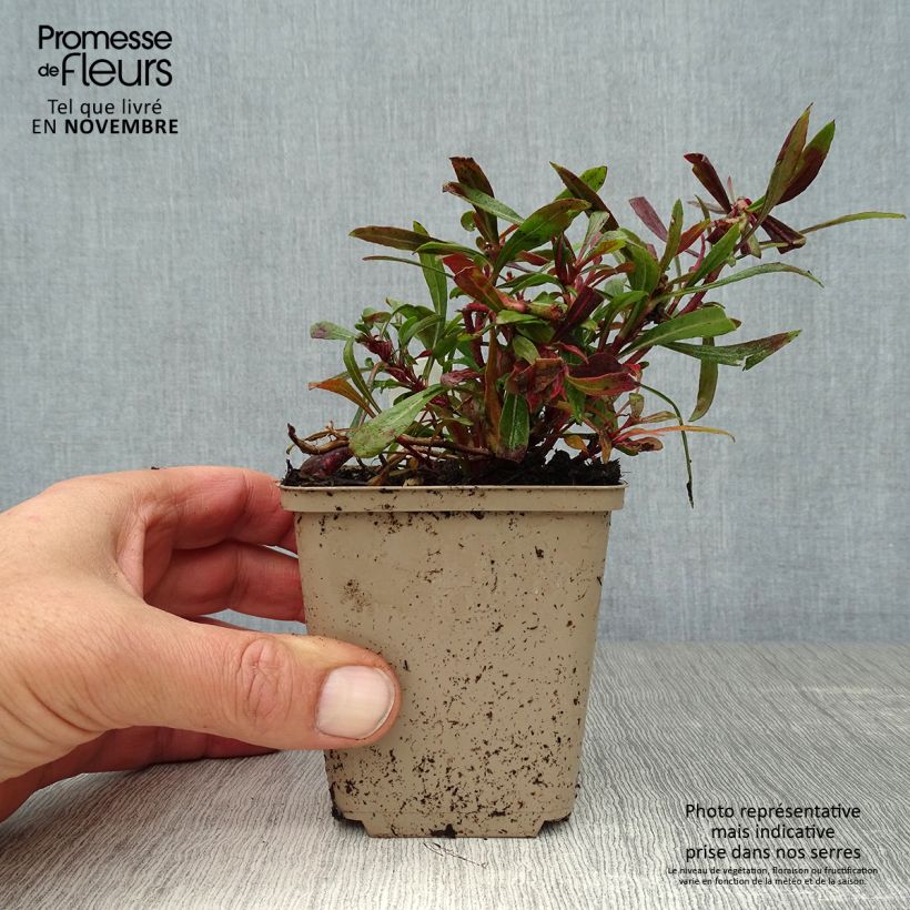 Exemplar von Prachtkerze Crimson Butterfly - Gaura lindheimeri Kleine Töpfe von 8/9 cm wie im Herbst geliefert