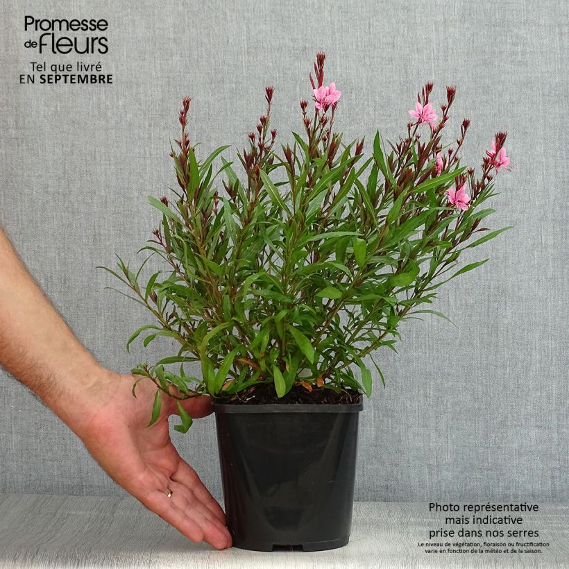 Exemplar von Prachtkerze Baby Butterfly Dark Pink - Gaura lindheimeri Topf mit 2L/3L wie im Sommer geliefert