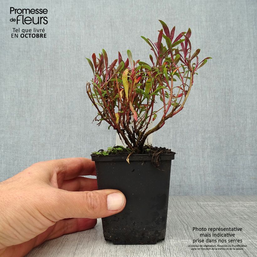 Exemplar von Prachtkerze Blaze - Gaura lindheimeri Kleine Töpfe von 8/9 cm wie im Herbst geliefert