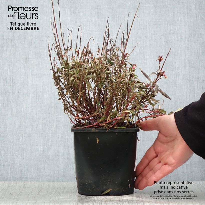 Exemplar von Prachtkerze Blaze - Gaura lindheimeri Topf mit 2L/3L wie im Herbst geliefert
