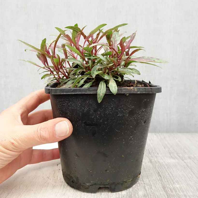 Exemplar von Prachtkerze Blaze - Gaura lindheimeri Topf mit 2L/3LGelieferte Höhe ca. 20/30cm wie im Frühjahr geliefert
