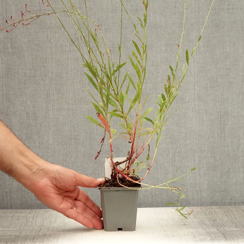 Exemplar von Prachtkerze Cherry Brandy - Gaura lindheimeri Kleine Töpfe von 8/9 cm wie im Sommer geliefert